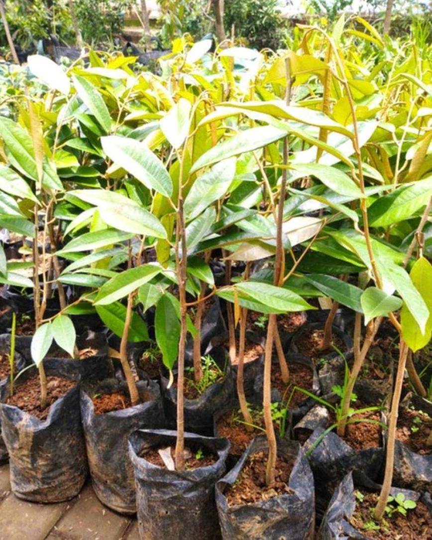 Gambar Produk Bibit Durian Musangking Supeer Sinjai