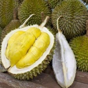 Bibit Durian Musangking Supeer Tolikara