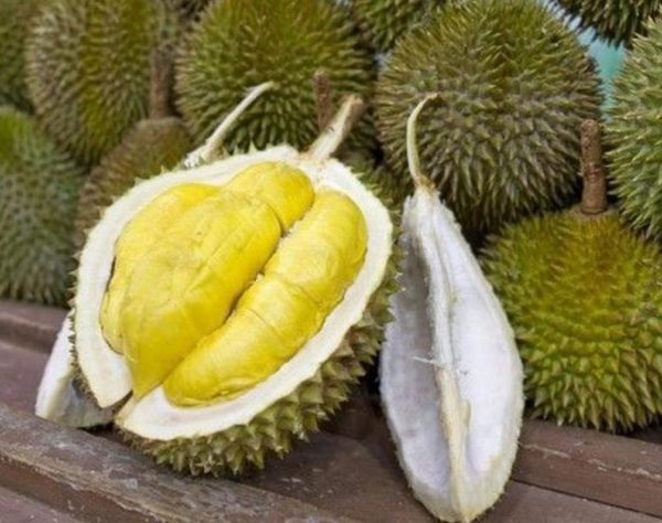 Bibit Durian Musangking Supeer Tolikara