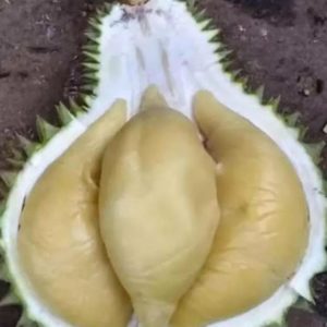 Bibit Durian Namlung Jombang