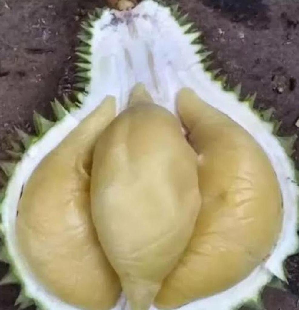 Gambar Produk Bibit Durian Namlung Jombang