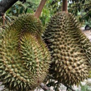 Bibit Durian Namlung Padang Lawas Utara