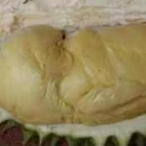 Bibit Durian Namlung Pohon Boyolali