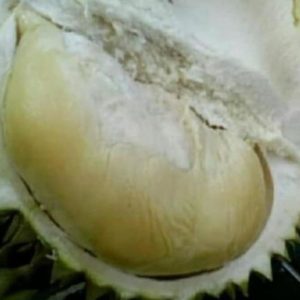 Bibit Durian Namlung Pohon Konawe Utara