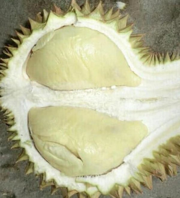 Bibit Durian Namlung Pohon Petaling Ogan Komering Ilir