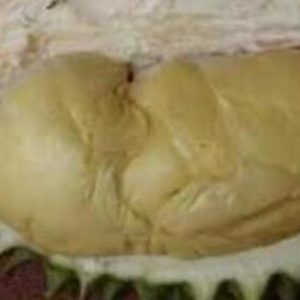 Bibit Durian Namlung Pohon R Banjarnegara