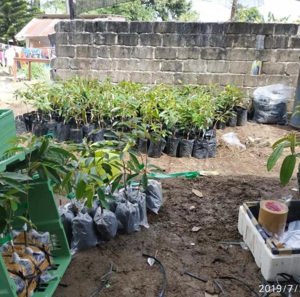 Bibit Durian Namlung Ru Dan Super Tembaga Terbaru Agam