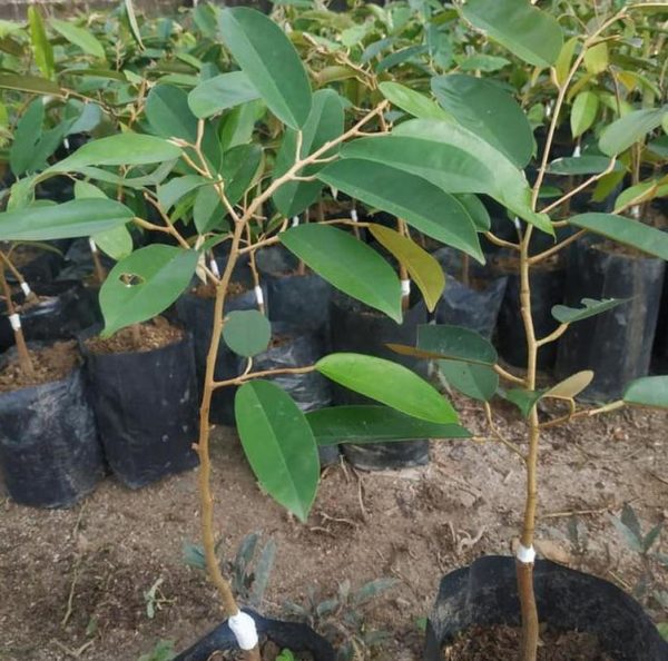 Bibit Durian Namlung Ru Dan Super Tembaga Terbaru Cianjur