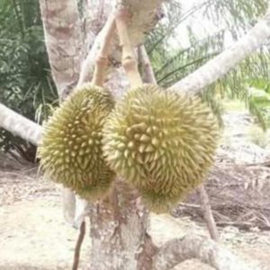 Bibit Durian Namlung Tanaman Buah Kaimana