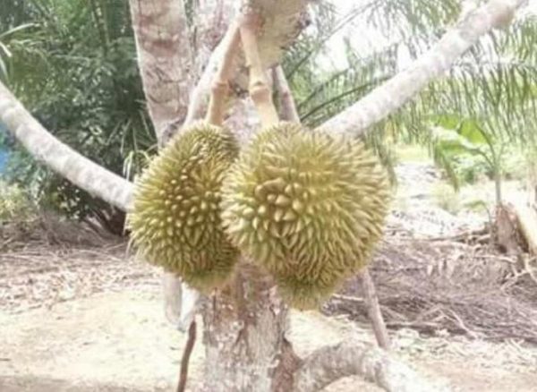 Bibit Durian Namlung Tanaman Buah Kaimana