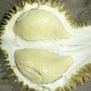 Bibit Durian Namlung Tanaman Buah Soppeng