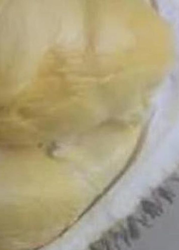 Bibit Durian Namlung Tnm Cumasi Super Parepare