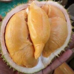 Bibit Durian Super Tembaga Bangka Terbaik Okulasi Cepat Buah Pegunungan Bintang