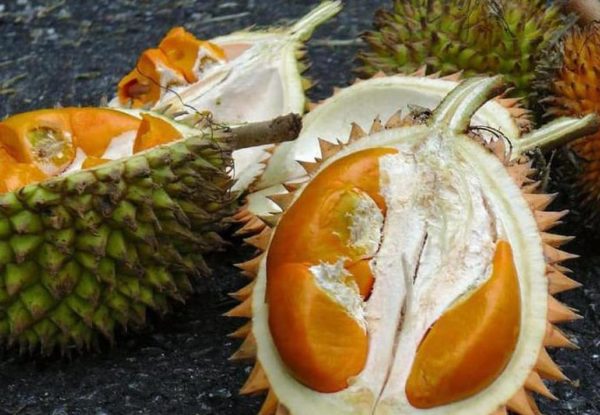 Bibit Durian Super Tembaga Buah Tanaman Sragen