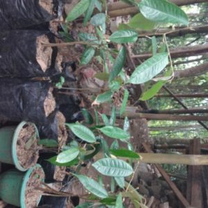 Bibit Durian Super Tembaga MontongBaworSuper Garut