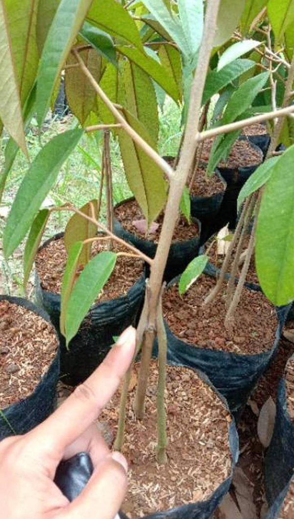 Bibit Durian Unggul Bawor Kaki Tiga Lahat