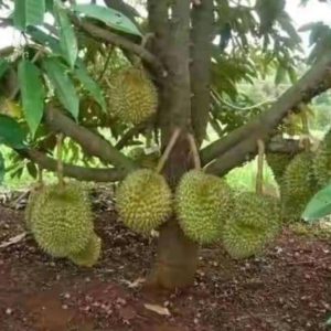 Bibit Durian Unggul Cod Montong Luar Jawa Wajib Order Surat Saat Checkout Asahan