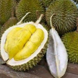 Bibit Durian Unggul Cod Montong Luar Jawa Wajib Order Surat Saat Checkout Kebumen