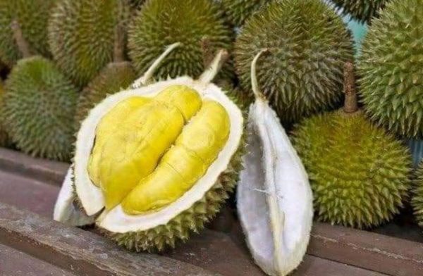 Bibit Durian Unggul Cod Montong Luar Jawa Wajib Order Surat Saat Checkout Kebumen