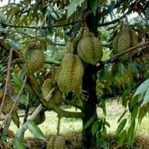 Bibit Durian Unggul Kane Cane Nabire