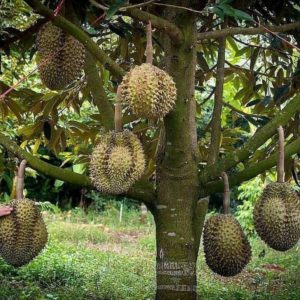 Bibit Durian Unggul Montong Bisa Berbuah Dalam Tabulampot Sintang