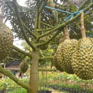 Bibit Durian Unggul Montong Bisa Berbuah Dalam Tabulampot Tapanuli Tengah