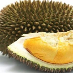 Bibit Durian Unggul Montong Murah Musangking Bawor Maluku Barat Daya
