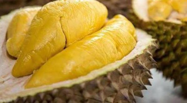 Bibit Durian Unggul Montong Super Jumbo Cepat Berbuah Bangka Selatan