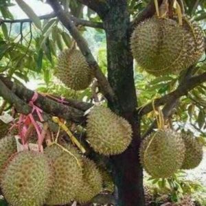 Bibit Durian Unggul Montong Superhasil Okulasi Mamberamo Raya