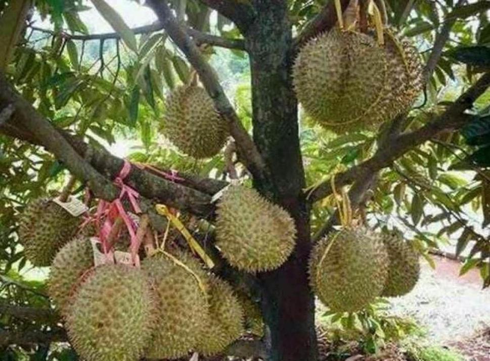 Gambar Produk Bibit Durian Unggul Montong Superhasil Okulasi Mamberamo Raya