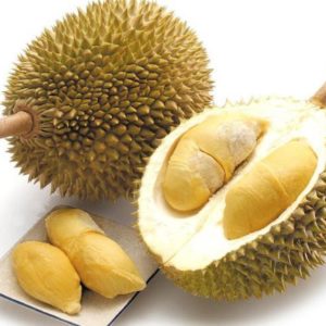 Bibit Durian Unggul Musang King Dari Stek Dan Murah Duren Musangking Dogiyai