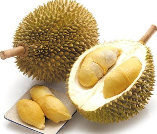 Bibit Durian Unggul Musang King Dari Stek Dan Murah Duren Musangking Dogiyai