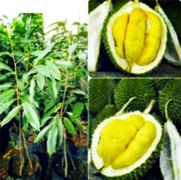Bibit Durian Unggul Musangking Kaki Tiga Buru