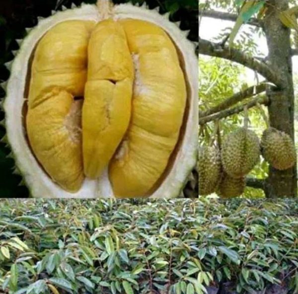 Bibit Durian Unggul Musangking Okulasi Bone