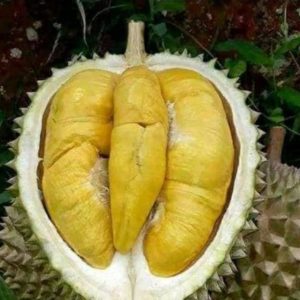 Bibit Durian Unggul Musangking Pinrang
