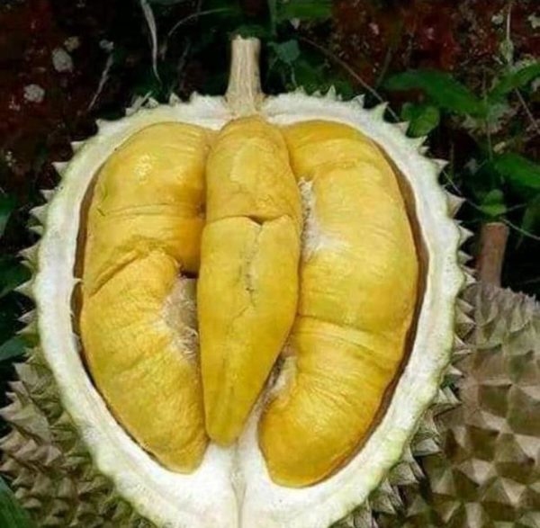 Bibit Durian Unggul Musangking Pinrang