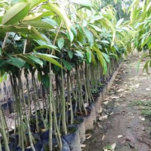 Bibit Durian Unggul Musangking Siap Berbuah Ende