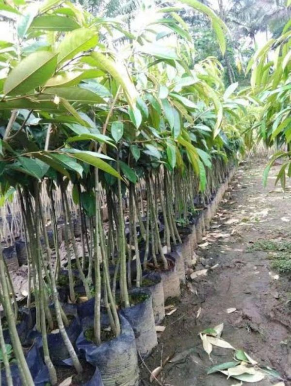 Bibit Durian Unggul Musangking Siap Berbuah Ende