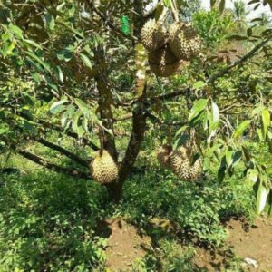 Bibit Durian Unggul Musangking Siap Berbuah Lahat