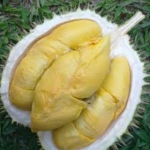 Bibit Durian Unggul Musangking Siap Berbuah Ponorogo