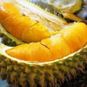 Bibit Durian Unggul Musangking Siap Berbuah Tabalong