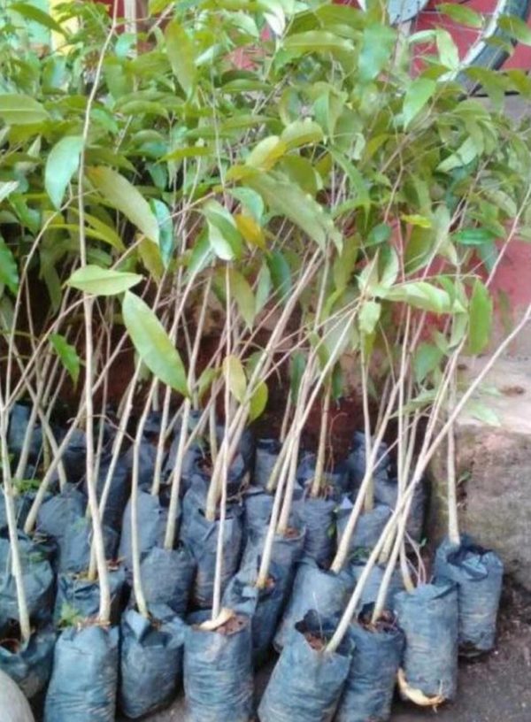 Bibit Gaharu Super Jual Tanaman Pohon Biji Terbaik Sukabumi