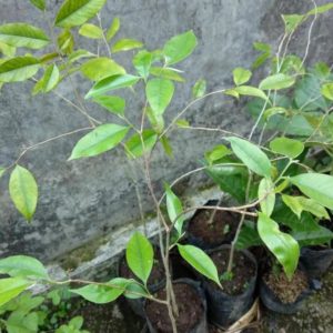 Bibit Gaharu Super Pohon Kayu - Tanaman Aquilaria Malaccensis Lingga