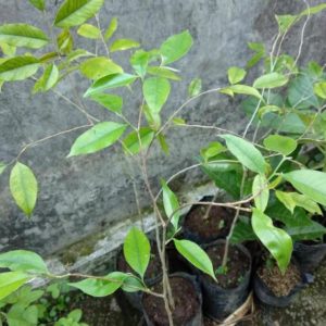 Bibit Gaharu Super Pusat-Benih-Terlengkap- Pohon Kayu - Tanaman Aquilaria Malaccensis -Se-Shopee- Lampung Selatan
