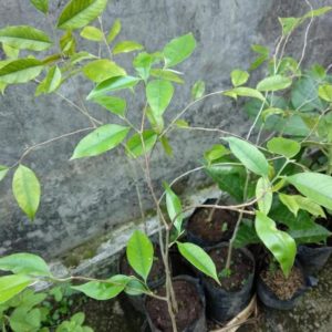 Bibit Gaharu Super Pusat Tanaman Pohon Kayu - Aquilaria Malaccensis Erni Wulansiska Barito Kuala