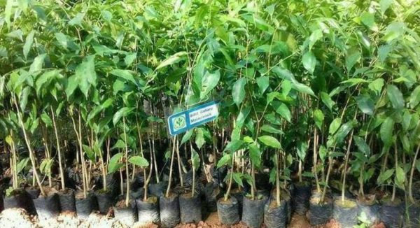 Bibit Gaharu Super Sale Malaccensis, Tanaman Investasi Yang Menguntungkan Kutai Kertanegara