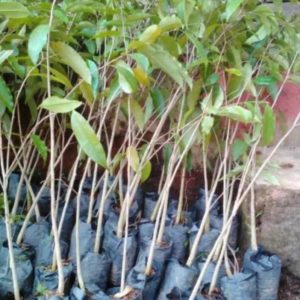 Bibit Gaharu Super Tanaman Pohon Jayapura