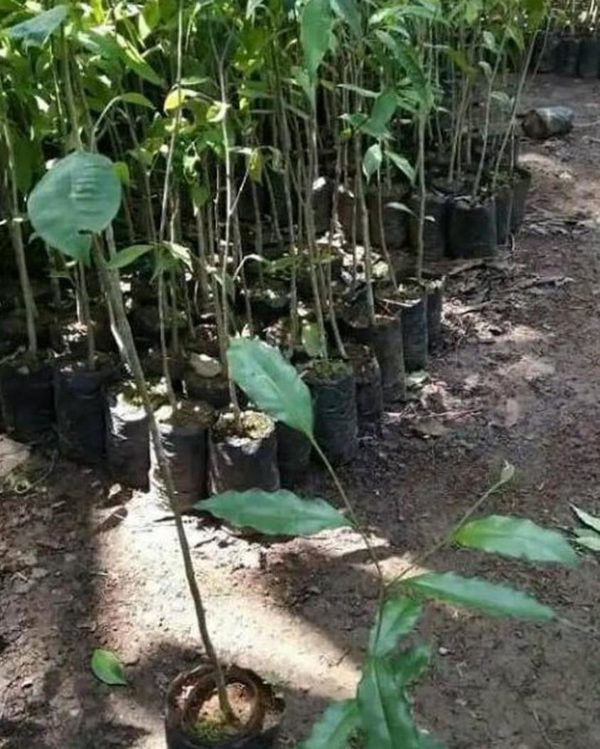 Bibit Gaharu Super Tanaman Pohon Kayu Hitam - Aquilaria Malaccensis Sumenep