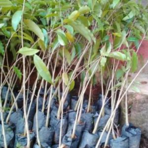 Bibit Gaharu Super Tanaman Pohon Terbaik Aceh Selatan