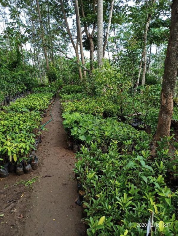 Bibit Jambu Air Buah Supergreen Hasil Okulasi Bisa Berbuah Dalam Banjarmasin